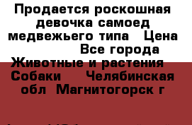 Продается роскошная девочка самоед медвежьего типа › Цена ­ 35 000 - Все города Животные и растения » Собаки   . Челябинская обл.,Магнитогорск г.